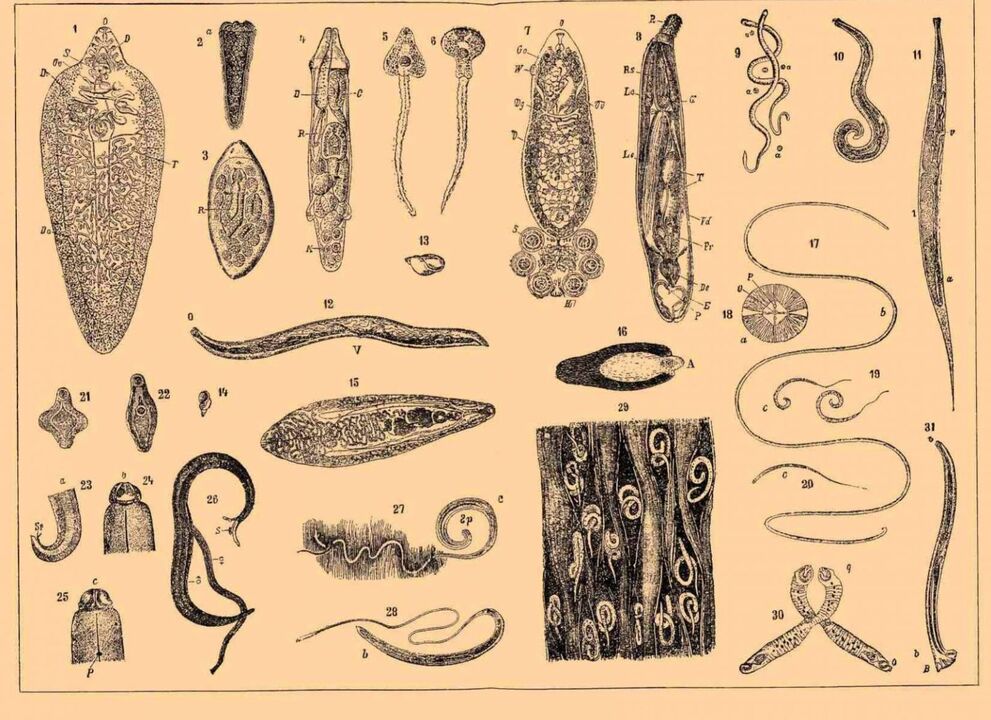 Τύποι παρασίτων που ζουν στο ανθρώπινο σώμα