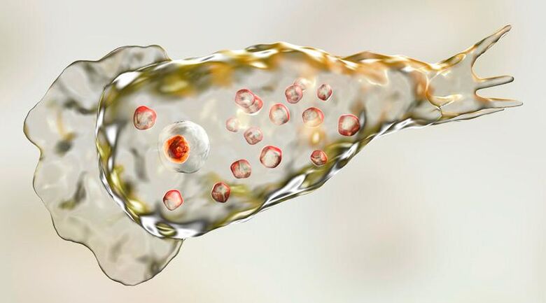 Amoeba Naegleria fowlera – ζει στον ανθρώπινο εγκέφαλο και είναι ένα θανατηφόρο παράσιτο